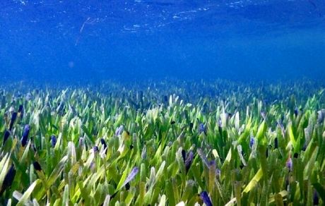 بزرگترین گیاه جهان زیر دریا کشف شد