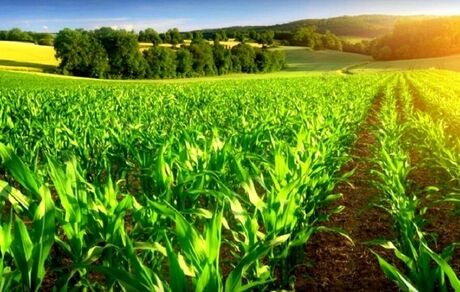 آغاز سرشماری عمومی کشاورزی سال ۱۴۰۳ در آبان‌ماه 