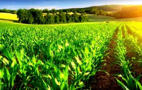 آغاز سرشماری عمومی کشاورزی سال ۱۴۰۳ در آبان‌ماه 