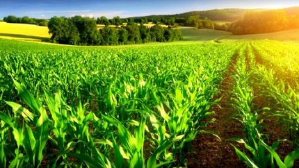 آغاز سرشماری عمومی کشاورزی سال ۱۴۰۳ در آبان‌ماه 