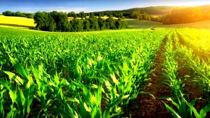 آغاز سرشماری عمومی کشاورزی سال ۱۴۰۳ در آبان‌ماه 