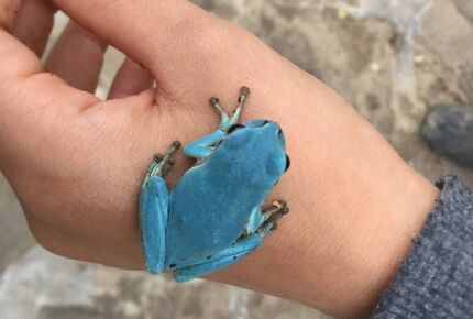 مشاهده و ثبت اولین نمونه قورباغه درختی خاوری با رنگ آبی در ایران