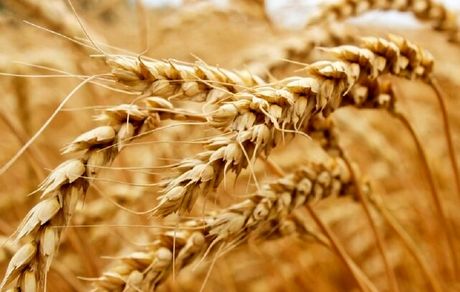 اعلام قیمت خرید تضمینی گندم