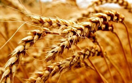 اعلام قیمت خرید تضمینی گندم