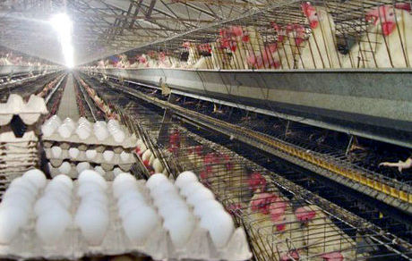 تعرفه صادراتی تخم‌مرغ حذف شده؟