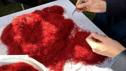 زعفران افغانستان در صدر برترین محصول جهانی
