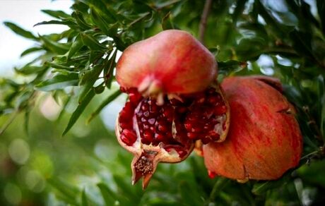 ثبت دو جشن برداشت محصولات زیتون و انار منطقه طارم‌سفلی در تقویم ملی گردشگری