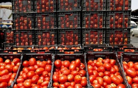 صادرات گوجه فرنگی و پیاز مشمول عوارض شد
