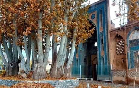 قدمت ۲ هزار ساله درخت چنار مسجد جامع نطنز