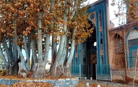 قدمت ۲ هزار ساله درخت چنار مسجد جامع نطنز