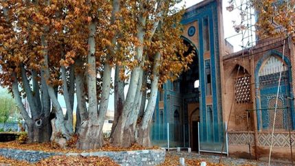 قدمت ۲ هزار ساله درخت چنار مسجد جامع نطنز