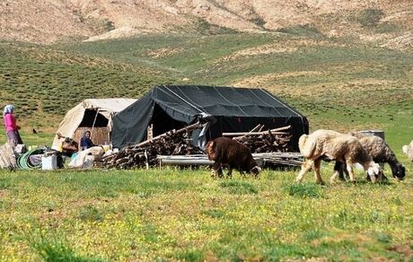 کوچ بهاره عشایر استان تهران از اواخر فروردین آغاز می‌شود