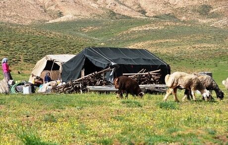 کوچ بهاره عشایر استان تهران از اواخر فروردین آغاز می‌شود