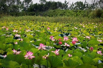 بابل نخستین شهر تالابی بین‌المللی ایران معرفی شد