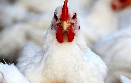  نگهداری مرغ بیشتر از ۵۰ روز در مرغداری‌ها مصداق احتکار و جریمه شد + سند