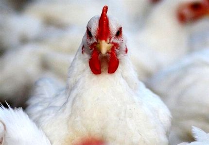  نگهداری مرغ بیشتر از ۵۰ روز در مرغداری‌ها مصداق احتکار و جریمه شد + سند