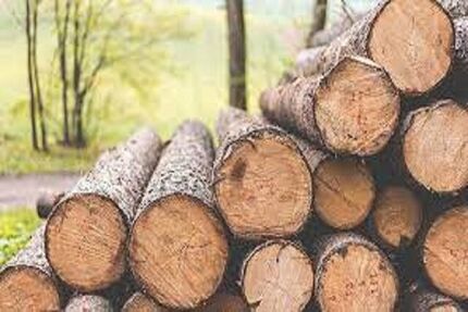 کشف ۱۱ تن چوب قاچاق در بروجرد