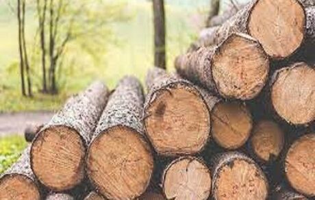 کشف ۱۱ تن چوب قاچاق در بروجرد