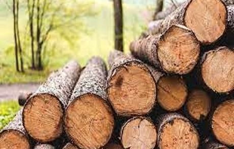 کشف ۱۱ تن چوب قاچاق در بروجرد