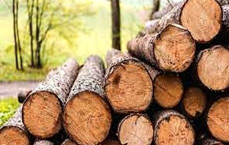 کشف ۱۱ تن چوب قاچاق در بروجرد