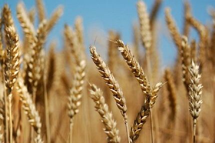تولید گندم در آذربایجان‌غربی، ۲۰ درصد افزایش یافته است