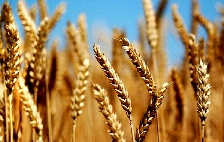 تولید گندم در آذربایجان‌غربی، ۲۰ درصد افزایش یافته است