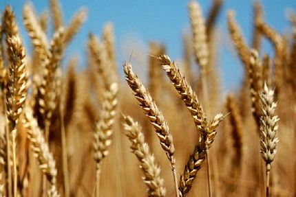 تولید گندم در آذربایجان‌غربی، ۲۰ درصد افزایش یافته است
