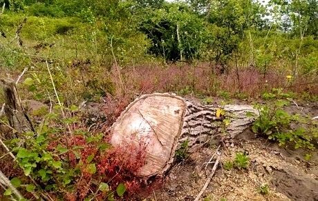 شناسایی و دستگیری عامل قطع درختان جنگلی شهرستان سلسله