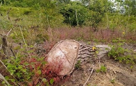 شناسایی و دستگیری عامل قطع درختان جنگلی شهرستان سلسله