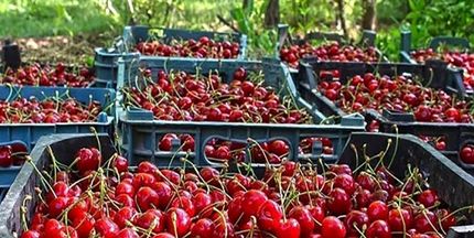 آغاز برداشت آلبالو از باغات آذربایجان‌غربی