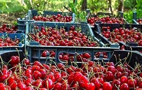 آغاز برداشت آلبالو از باغات آذربایجان‌غربی
