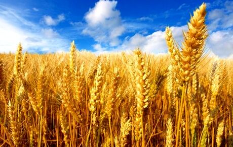 آغاز کشت پاییزه گندم در ایرانشهر