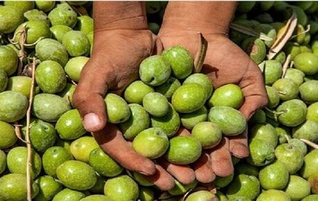 دومین جشنواره زیتون بهاءآباد برگزار می‌شود