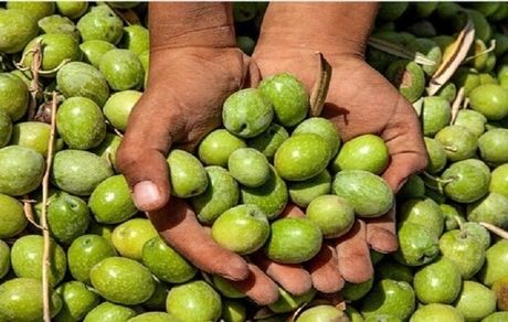 دومین جشنواره زیتون بهاءآباد برگزار می‌شود