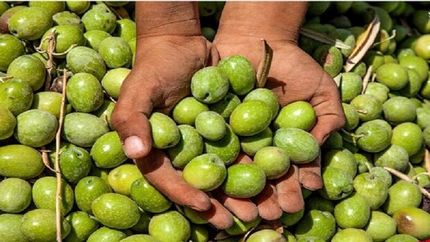 دومین جشنواره زیتون بهاءآباد برگزار می‌شود