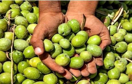 دومین جشنواره زیتون بهاءآباد برگزار می‌شود