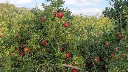 ایران سومین تولیدکننده انار در جهان