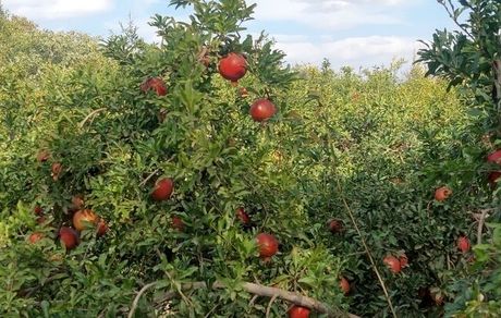 ایران سومین تولیدکننده انار در جهان