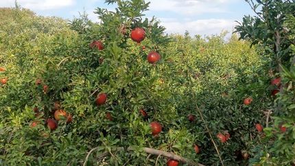 ایران سومین تولیدکننده انار در جهان