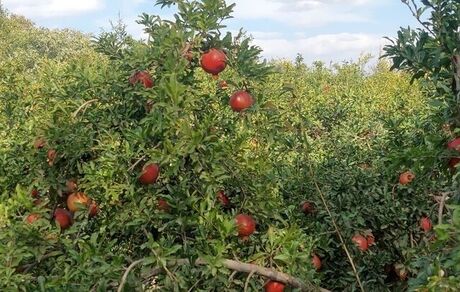 ایران سومین تولیدکننده انار در جهان