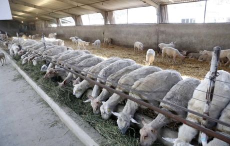 یک میلیون دامدار ترک فعالیت کردند/ کاهش سهمیه نهاده های دولتی