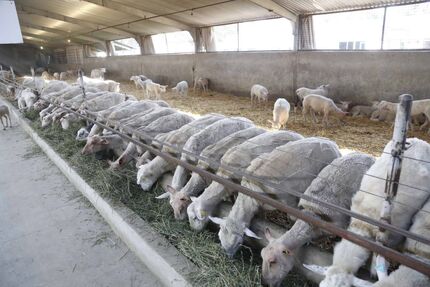 یک میلیون دامدار ترک فعالیت کردند/ کاهش سهمیه نهاده های دولتی
