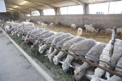 یک میلیون دامدار ترک فعالیت کردند/ کاهش سهمیه نهاده های دولتی