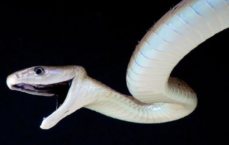 ساخت پادزهری برای محافظت مقابل سموم ۱۷ گونه مار آفریقایی