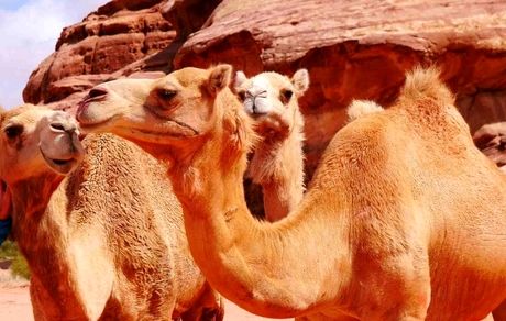 اعلام قیمت کنونی هر شتر برای پرورش