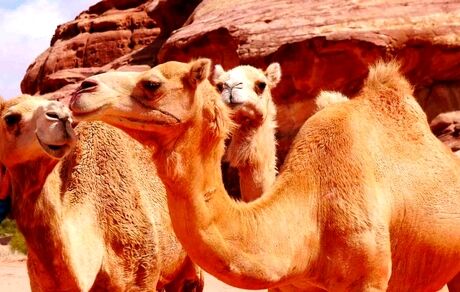 اعلام قیمت کنونی هر شتر برای پرورش