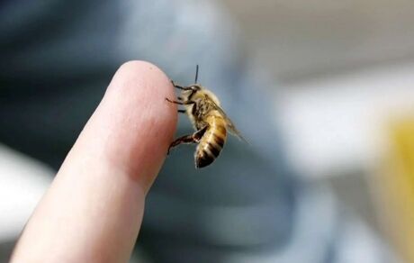 نابودی سلول‌های سرطانی سرطان پستان با زهر زنبور عسل