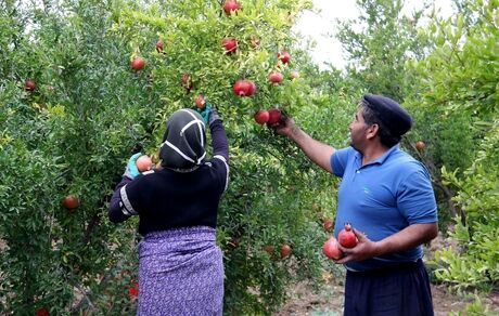 آغاز برداشت انار از ۱۵۶ هکتار از باغات استان اردبیل