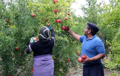 آغاز برداشت انار از ۱۵۶ هکتار از باغات استان اردبیل