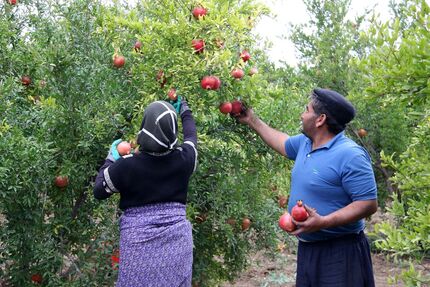 آغاز برداشت انار از ۱۵۶ هکتار از باغات استان اردبیل
